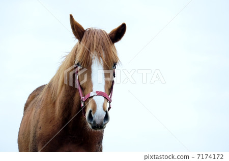Horses in Hokkaido Horses in Hokkaido 7174172