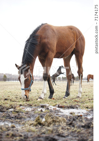 北海道的馬 7174175