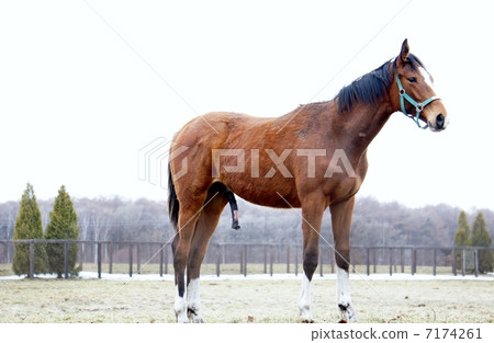 北海道的馬 7174261