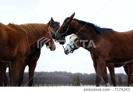 北海道的馬 7174263