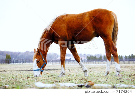 北海道的馬 7174264