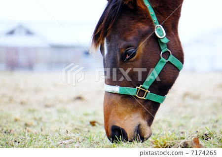 北海道的馬 7174265