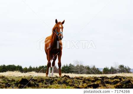 北海道的馬 7174266
