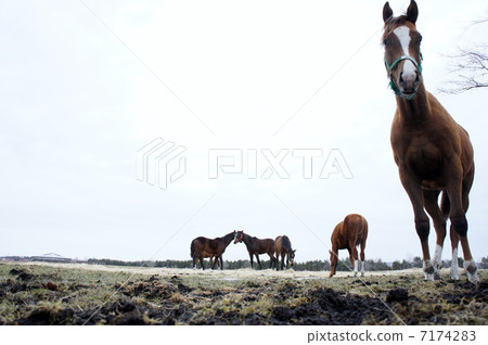 北海道的馬 7174283