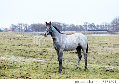 北海道的馬 7174291