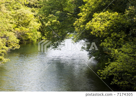 Fresh green of Ikeba 7174305