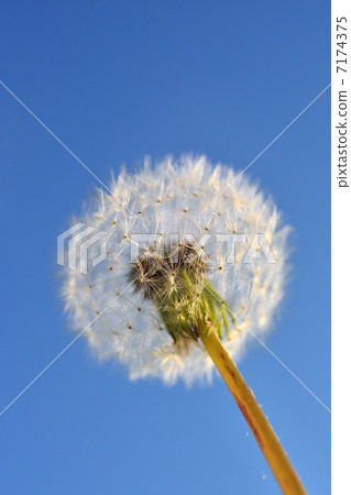Dandelion down Dandelion down 7174375