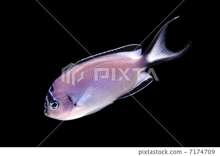 Hirenaga yakko 7174709