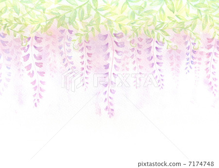 紫藤格子 7174748