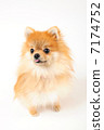 Pomeranian 7174752
