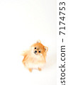 Pomeranian 7174753