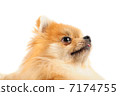 Pomeranian 7174755