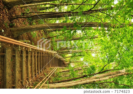 Forest road through sunlight through the sun 7174823