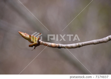 Sprouts of tochi 7174837