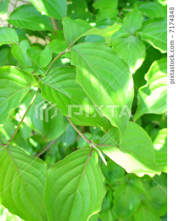 洩漏yamaboo的樹葉子 7174848