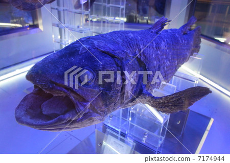 腔棘魚 腔棘魚 7174944