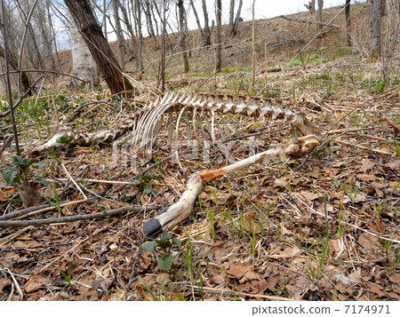 白松鼠Ezo鹿 7174971