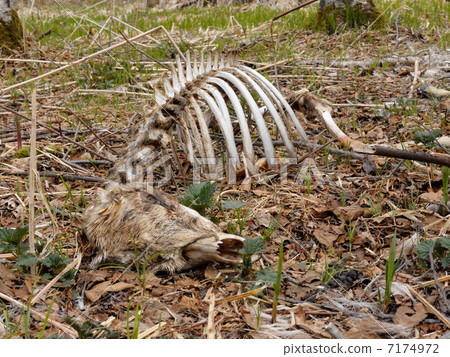 White squirrel Ezo deer 7174972