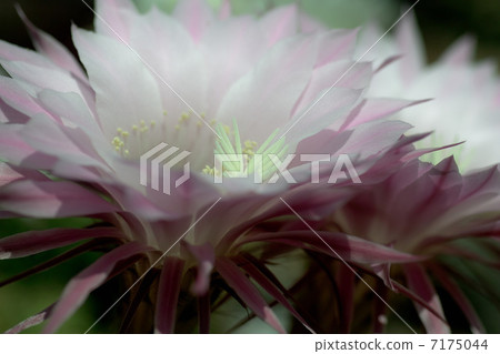 Cactus flower 7175044