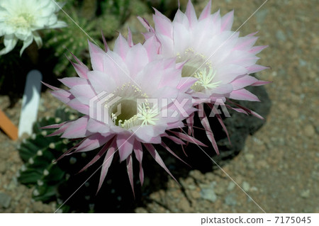 Cactus flower 7175045