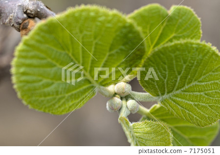 Young leaves and flower buds of kiwi (April) 7175051