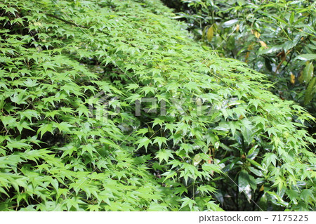 藏青ぴ們出產 7175225