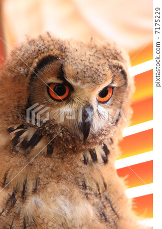 Earthworm Owl Owl Birds of Prey Bengal Eagle Eyedropped Chicks Earthworm Owl Owl Birds of Prey Bengal Eagle Eyedropped Chicks 7175229