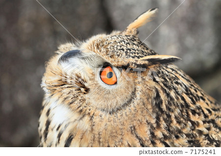 Earthworm Owl Owl Prey Raptors Turkmenian Eagle Worm 7175241