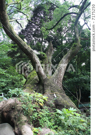 Shogunya Shrine's Ogusu (Power Tree) Shot in December 7175250