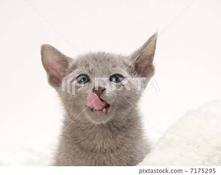 與舌頭的俄國藍色小貓 與舌頭的俄國藍色小貓 7175295