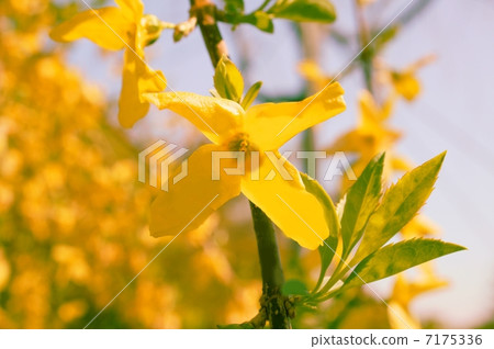 連翹花語：希望金鐘花 7175336