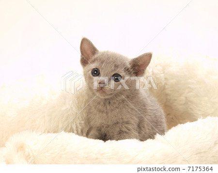 俄羅斯藍色小貓 7175364