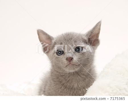 俄羅斯藍色小貓 7175365