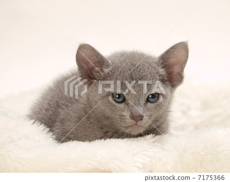 笑俄羅斯藍色小貓 7175366