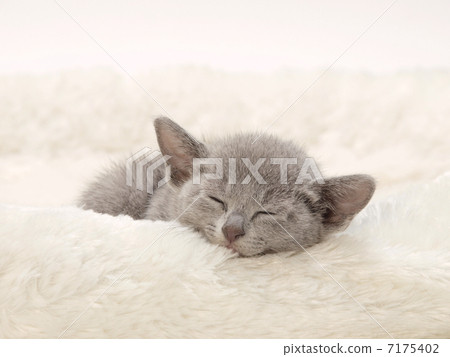 睡覺俄羅斯藍色小貓 7175402