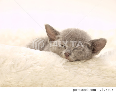 睡覺俄羅斯藍色小貓 睡覺俄羅斯藍色小貓 7175403