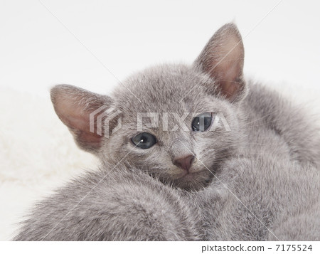 與下巴的俄國藍色小貓在兄弟 7175524
