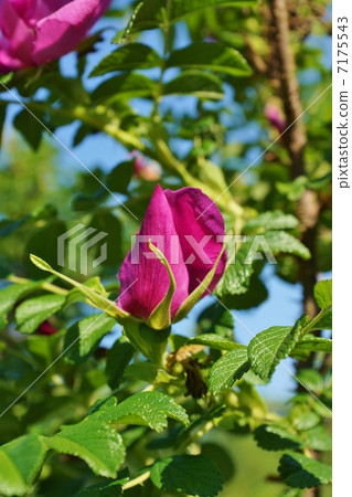 Seasonal flowers · Buds, flowers, fruits and medicinal bamboo flowers in bamboo · vertical position 7175543