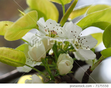 Yamanashi's flower 7175550