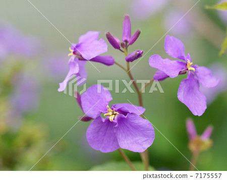 Murasakihanana的花朵 7175557