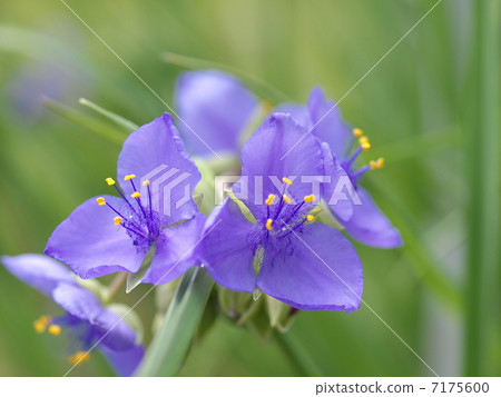 Murasaki Yukusa之花 7175600