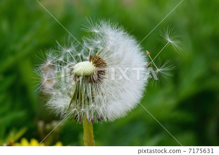Dandelion's fluff Dandelion's fluff 7175631