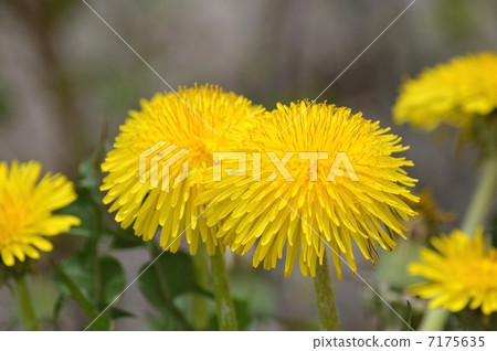  Dandelion 7175635