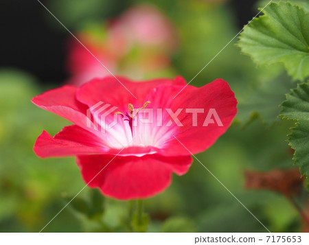 Pelargonium flowers 7175653