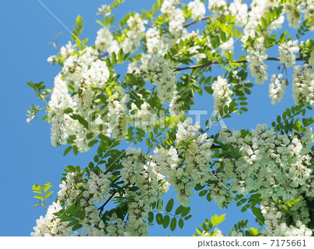 falseacacia花 7175661