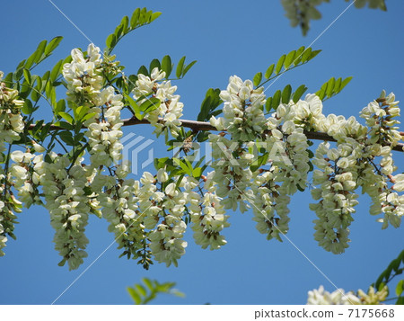 falseacacia花 falseacacia花 7175668