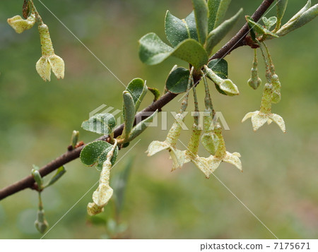 Flower flower 7175671