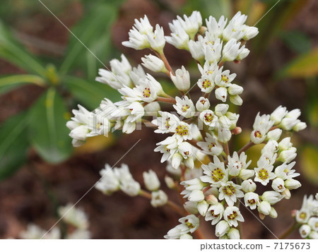 蔓越莓母豬花 蔓越莓母豬花 7175673