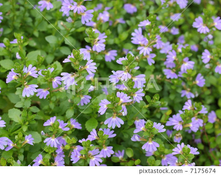 Scaevora的花 Scaevora的花 7175674