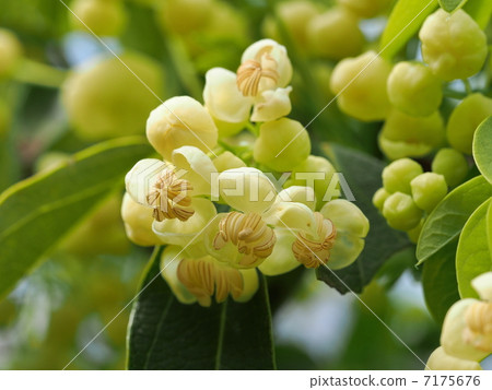 A flower of flower bamboo shoots 7175676